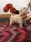 Camada de west highland white terrier tambien conocidos como west