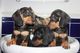 Dachshunds cachorros