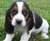 Dos cachorros de Basset Hound - Foto 1