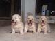 Dos perros perdigueros de oro adorables para la adopción - Foto 1