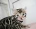 Dulce adorable preciosos bebedero gatos de bengal