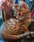 Dulce adorable preciosos bebedero gatos de bengal - Foto 3