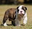 English bulldog puppies en venta