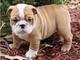 English Bulldog Puppies en venta - Foto 2