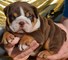 English Bulldog Puppies en venta - Foto 3