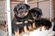 Espectaculares cachorritos de rottweiler