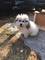 Espectaculares cachorros de lobo bichon herbano - Foto 1