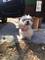 Espectaculares cachorros de lobo bichon herbano - Foto 2