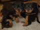 Excelente cachorros rottweilers