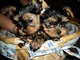 Excelente Yorkie cachorros para la adopción - Foto 1