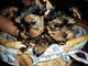 Excelente yorkie cachorros para la adopción