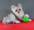 Gatitos en venta scottish fold y straight