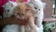 Gatos persa tres meses