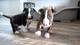 Gratis inglés bull terrier cachorros