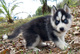 Hermosas cachorras de husky siberiano Kc reg - Foto 1