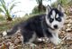 Hermosas cachorras de husky siberiano kc reg