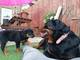 Hermosas Rottweiler Pups Mingenew - Foto 1