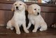Hermosos cachorros Golden Retriever - Foto 1