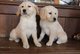 Hermosos cachorros golden retriever