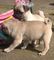 Hermosos cachorros pug para rehomarse