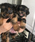 Home planteó cachorros yorkie para rehoming - Foto 1