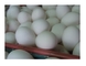 Huevos frescos del ostrich y de los loros con los loros pájaros d - Foto 1