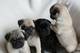 Impresionantes cachorros de pug macho y hembra disponibles - Foto 1