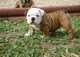 Lindos cachorros de bulldog inglés listos para la adopción gratui - Foto 1