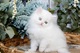 Lindos gatitos persa muy bonitos 1