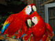 Loros de guacamayo escarlata