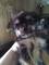 Machito de Yorkshire Terrier de Yorkmari - Foto 2