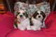 Machos y hembra disponibles shih tzu americano - Foto 1