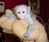 Monos capuchinos muy sanos y lindos para ti