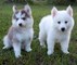 Muy encantador cachorros pomsky disponibles