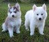 Muy encantador cachorros pomsky disponibles - Foto 1