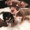 Pascua Chihuahua cachorros en venta - Foto 1