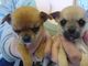 Pascua Chihuahua cachorros en venta - Foto 4