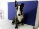 Preciosos cachorros de bull terrier gratis