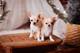Preciosos cachorros de chihuahua.........callo niou