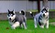 Preciosos cachorros de husky siberiano