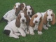 Regalo basset hound