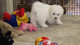 REGALO Bichon Frise cachorros listo - Foto 1