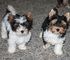 Regalo biewer terrier cachorros