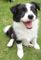 Regalo border collie perros