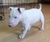 Regalo cachorros bull terrier minatura