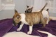 Regalo Cachorros Bull Terrier Minatura en adopcion - Foto 1