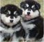 Regalo cachorros de alaska malamute