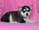 Regalo cachorros husky siberiano en adopcion 1