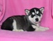 Regalo Cachorros Husky siberiano en Adopcion 1 Olvera - Foto 1