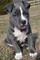 Regalo cachorros Pitbull Americano en adopcion - Foto 1
